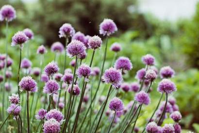 lippenof_zillertal_bauernhof_lavendel.jpg